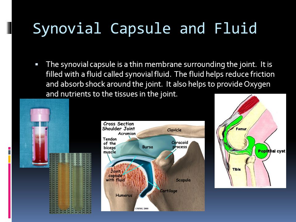 Synovial Capsule and Fluid  The synovial capsule is a thin membrane surrounding the joint.