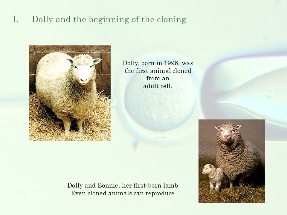 Cloning.  and the beginning of the cloning   cloning  examples  process  definition  does it work?  . - ppt download