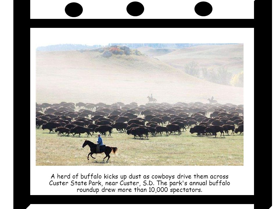 A herd of buffalo kicks up dust as cowboys drive them across Custer State Park, near Custer, S.D.