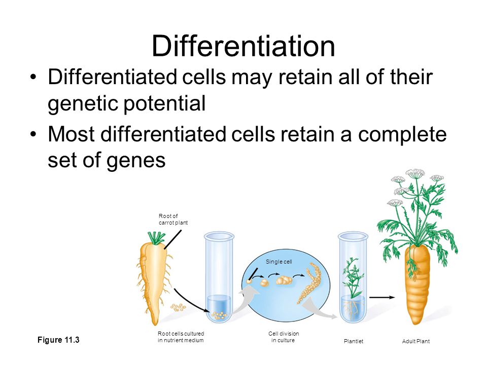 Root of carrot plant Root cells cultured in nutrient medium Cell division in culture Plantlet Adult Plant Single cell Figure 11.3 Differentiation Differentiated cells may retain all of their genetic potential Most differentiated cells retain a complete set of genes