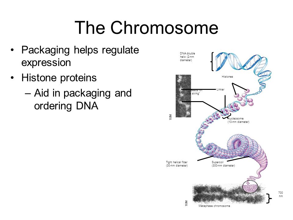 The Chromosome Packaging helps regulate expression Histone proteins –Aid in packaging and ordering DNA DNA double helix (2-nm diameter) Histones Linker Beads on a string Nucleosome (10-nm diameter) Tight helical fiber (30-nm diameter) Supercoil (300-nm diameter) Metaphase chromosome 700 nm TEM