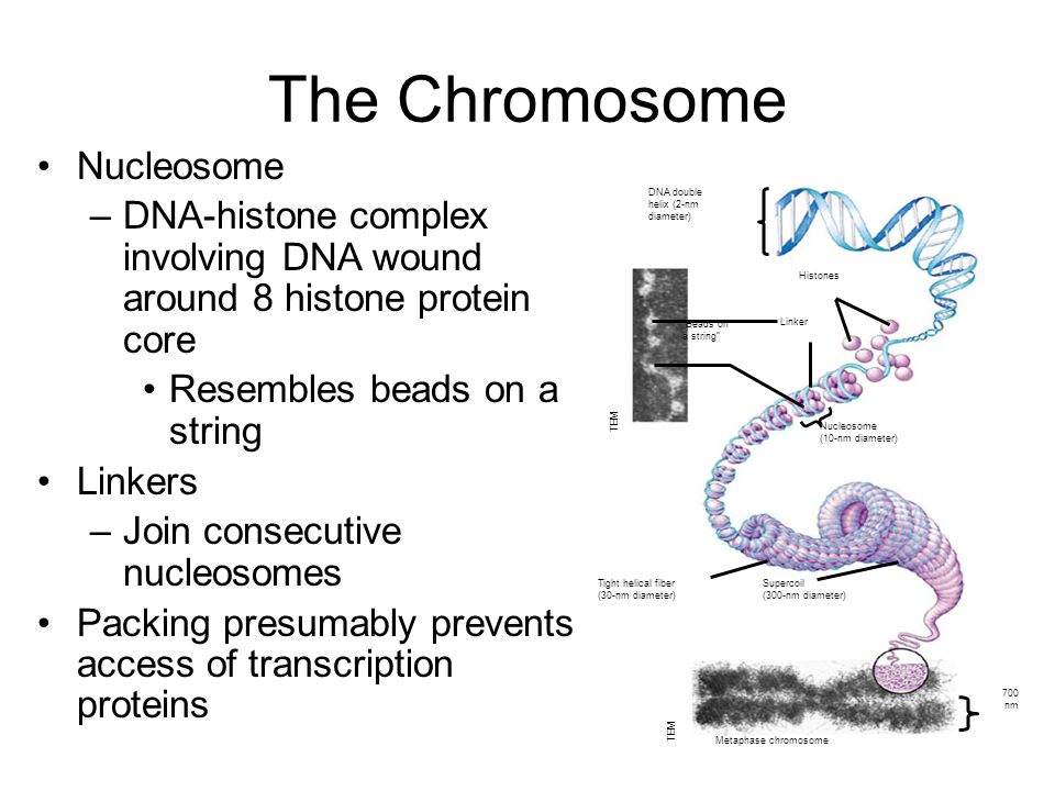 The Chromosome Nucleosome –DNA-histone complex involving DNA wound around 8 histone protein core Resembles beads on a string Linkers –Join consecutive nucleosomes Packing presumably prevents access of transcription proteins DNA double helix (2-nm diameter) Histones Linker Beads on a string Nucleosome (10-nm diameter) Tight helical fiber (30-nm diameter) Supercoil (300-nm diameter) Metaphase chromosome 700 nm TEM