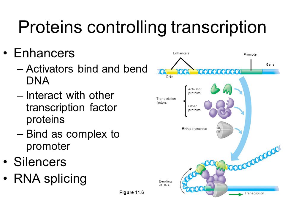 Proteins controlling transcription Enhancers –Activators bind and bend DNA –Interact with other transcription factor proteins –Bind as complex to promoter Silencers RNA splicing Enhancers Promoter Gene DNA Activator proteins Other proteins Transcription factors RNA polymerase Bending of DNA Transcription Figure 11.6