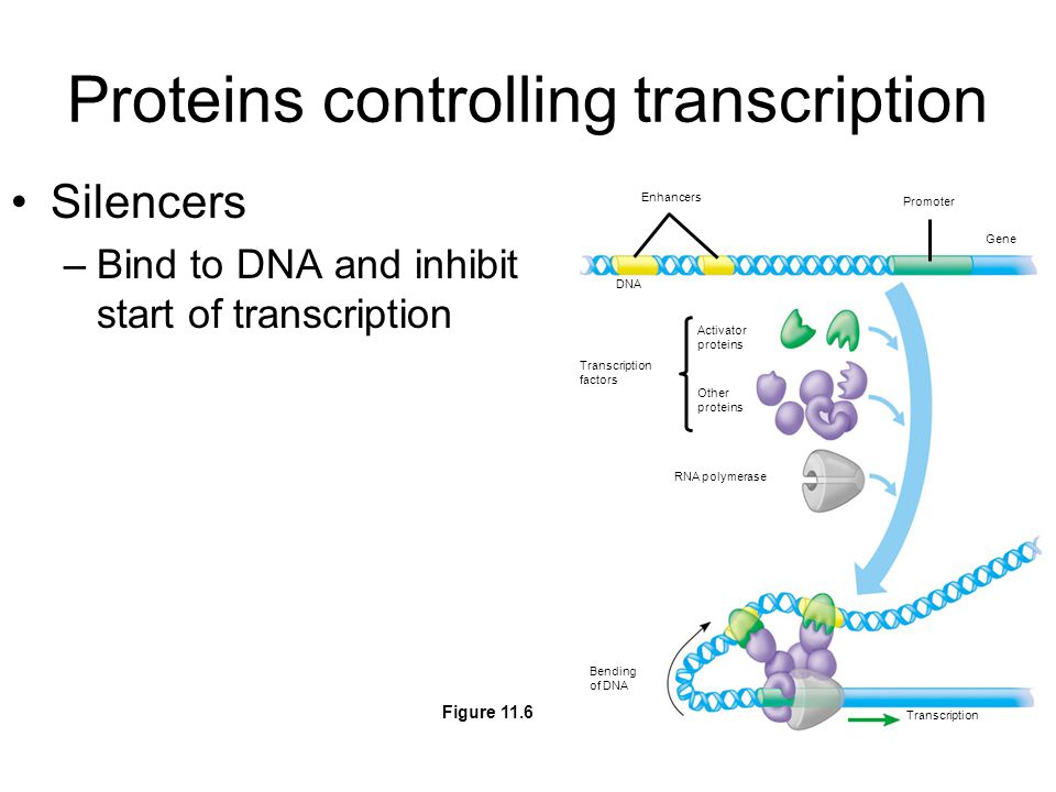 Proteins controlling transcription Silencers –Bind to DNA and inhibit start of transcription Enhancers Promoter Gene DNA Activator proteins Other proteins Transcription factors RNA polymerase Bending of DNA Transcription Figure 11.6