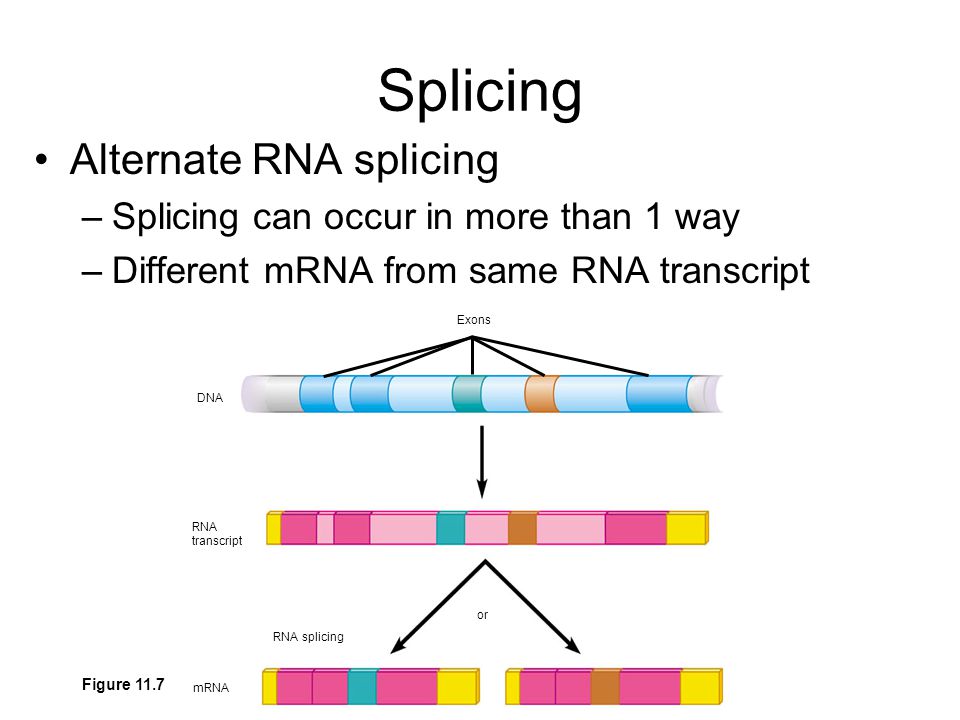 Splicing Alternate RNA splicing –Splicing can occur in more than 1 way –Different mRNA from same RNA transcript DNA RNA transcript mRNA Exons or RNA splicing Figure 11.7