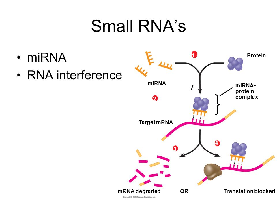 Small RNA’s miRNA RNA interference miRNA 1 Translation blockedORmRNA degraded Target mRNA Protein miRNA- protein complex 2 3 4