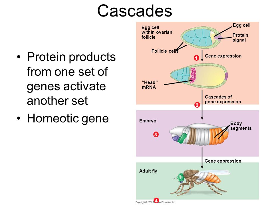Cascades Protein products from one set of genes activate another set Homeotic gene Egg cell within ovarian follicle Follicle cells Head mRNA Protein signal Gene expression 1 Cascades of gene expression 2 Embryo Body segments Adult fly Gene expression 3 4 Egg cell