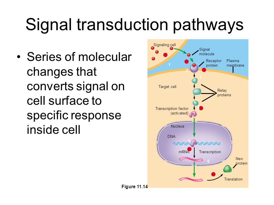 Signal transduction pathways Series of molecular changes that converts signal on cell surface to specific response inside cell Signaling cell Signal molecule Receptor protein Plasma membrane Target cell Relay proteins Transcription factor (activated) Transcription Nucleus DNA mRNA New protein Translation Figure 11.14