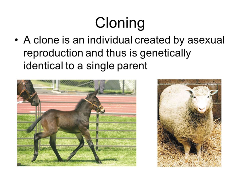 Cloning A clone is an individual created by asexual reproduction and thus is genetically identical to a single parent