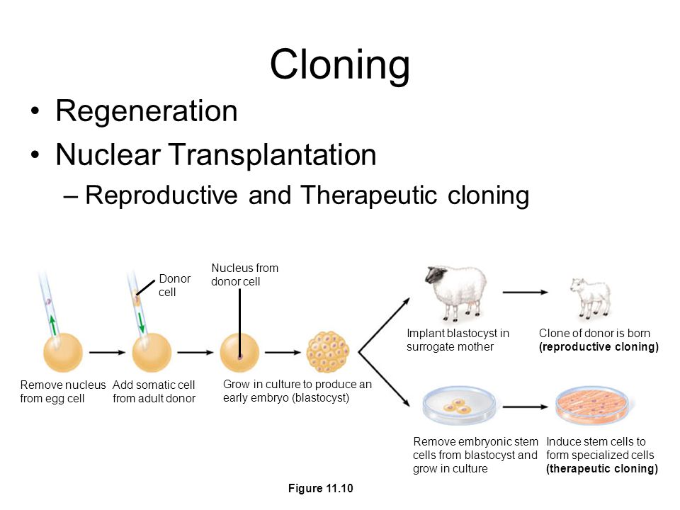 Cloning Regeneration Nuclear Transplantation –Reproductive and Therapeutic cloning Remove nucleus from egg cell Add somatic cell from adult donor Grow in culture to produce an early embryo (blastocyst) Implant blastocyst in surrogate mother Remove embryonic stem cells from blastocyst and grow in culture Induce stem cells to form specialized cells (therapeutic cloning) Clone of donor is born (reproductive cloning) Donor cell Nucleus from donor cell Figure 11.10