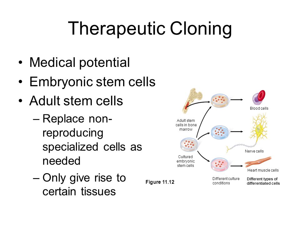 Therapeutic Cloning Medical potential Embryonic stem cells Adult stem cells –Replace non- reproducing specialized cells as needed –Only give rise to certain tissues Adult stem cells in bone marrow Cultured embryonic stem cells Different culture conditions Heart muscle cells Different types of differentiated cells Nerve cells Blood cells Figure 11.12