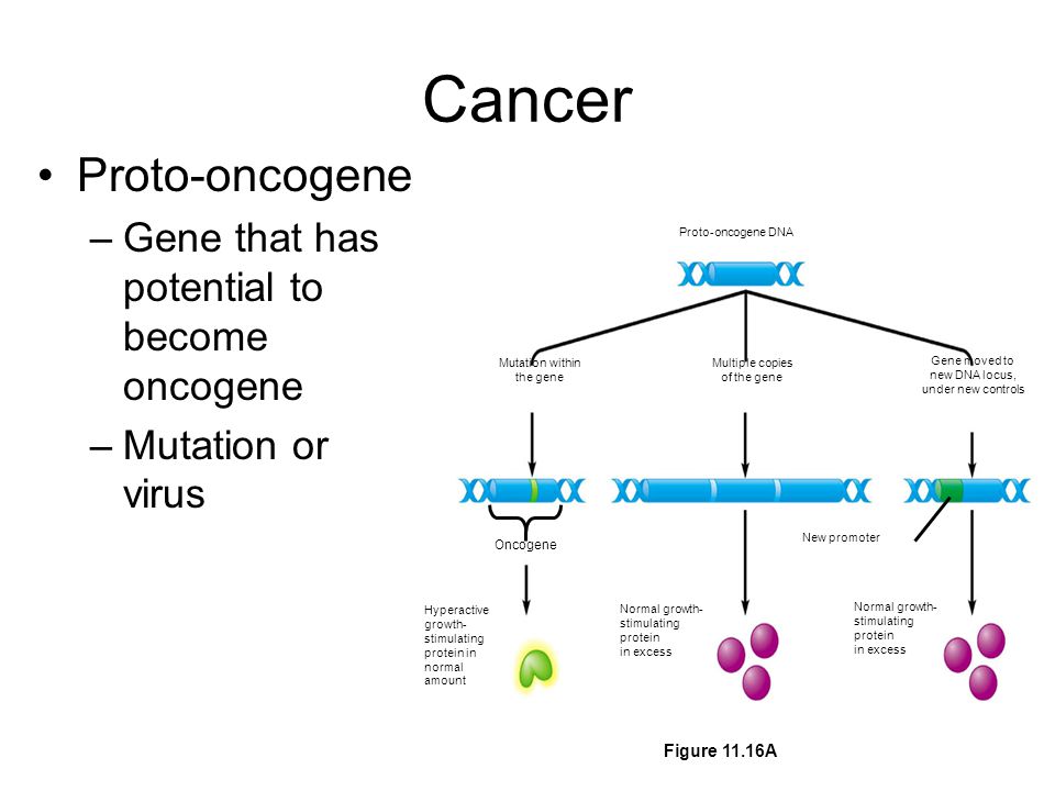 Cancer Proto-oncogene –Gene that has potential to become oncogene –Mutation or virus Proto-oncogene DNA Mutation within the gene Multiple copies of the gene Gene moved to new DNA locus, under new controls Oncogene New promoter Hyperactive growth- stimulating protein in normal amount Normal growth- stimulating protein in excess Figure 11.16A
