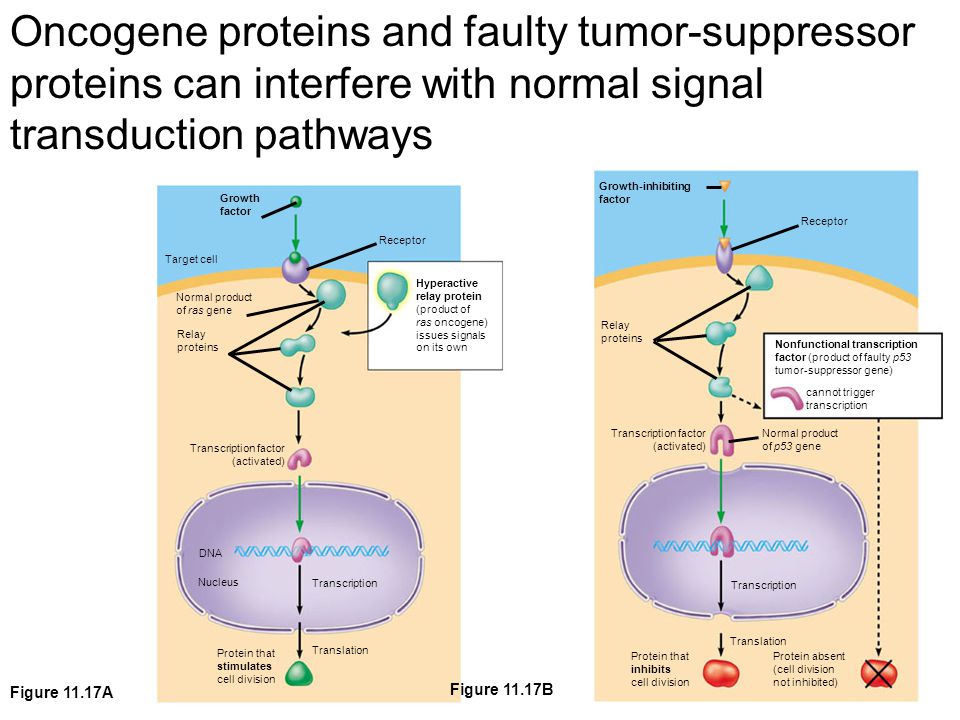 Oncogene proteins and faulty tumor-suppressor proteins can interfere with normal signal transduction pathways Growth factor Target cell Receptor Hyperactive relay protein (product of ras oncogene) issues signals on its own Normal product of ras gene Relay proteins Transcription factor (activated) DNA Nucleus Transcription Translation Protein that stimulates cell division Figure 11.17A Growth-inhibiting factor Receptor Nonfunctional transcription factor (product of faulty p53 tumor-suppressor gene) Relay proteins Transcription factor (activated) Transcription Translation Protein that inhibits cell division cannot trigger transcription Protein absent (cell division not inhibited) Normal product of p53 gene Figure 11.17B