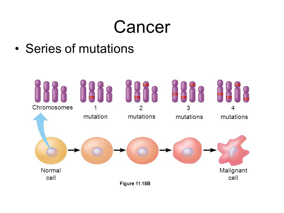 Cancer Series of mutations Chromosomes mutation mutations Normal cell Malignant cell Figure 11.18B