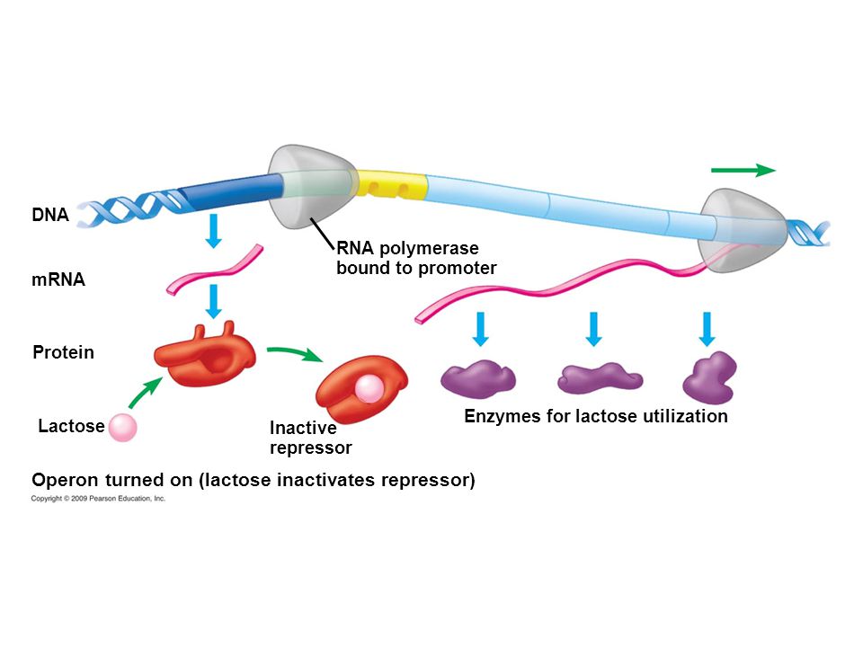 DNA Protein Inactive repressor Lactose Enzymes for lactose utilization RNA polymerase bound to promoter Operon turned on (lactose inactivates repressor) mRNA