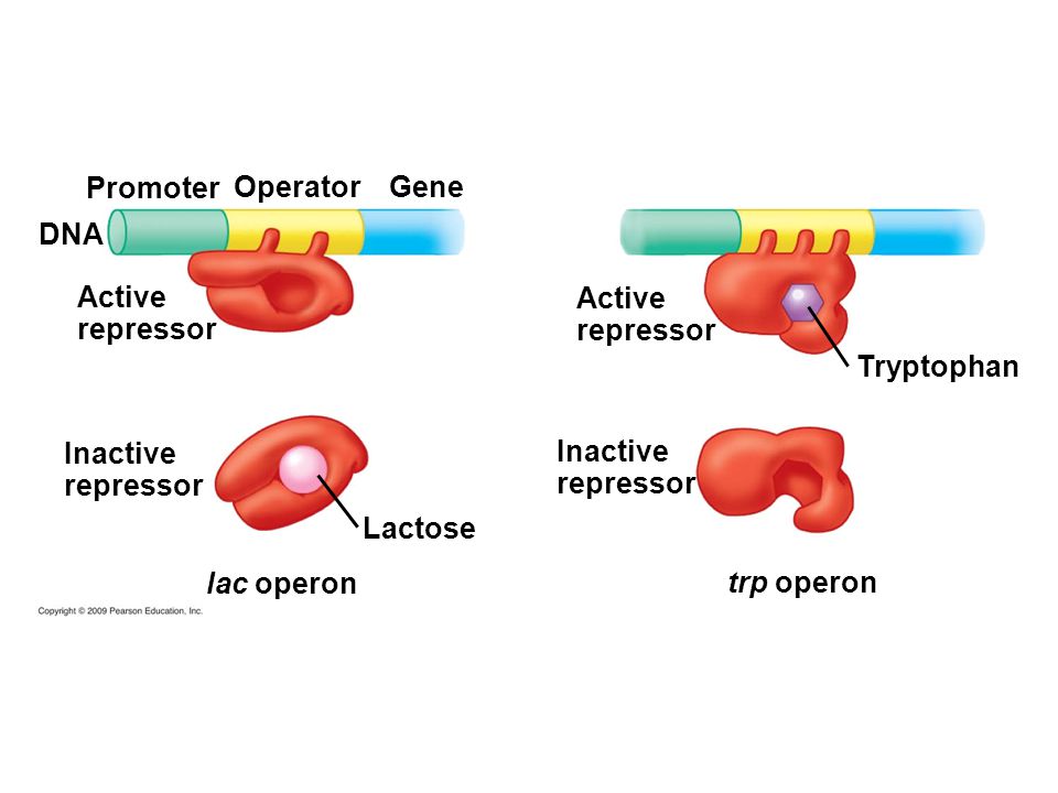DNA Inactive repressor Active repressor Inactive repressor Active repressor Lactose Promoter Tryptophan OperatorGene lac operon trp operon