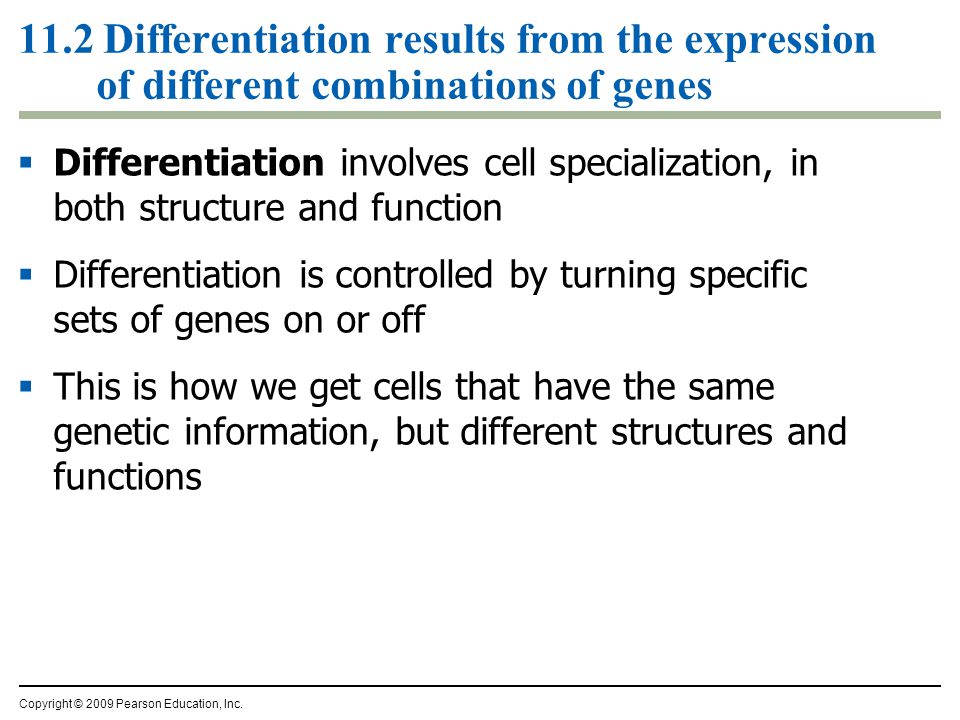 11.2 Differentiation results from the expression of different combinations of genes  Differentiation involves cell specialization, in both structure and function  Differentiation is controlled by turning specific sets of genes on or off  This is how we get cells that have the same genetic information, but different structures and functions Copyright © 2009 Pearson Education, Inc.