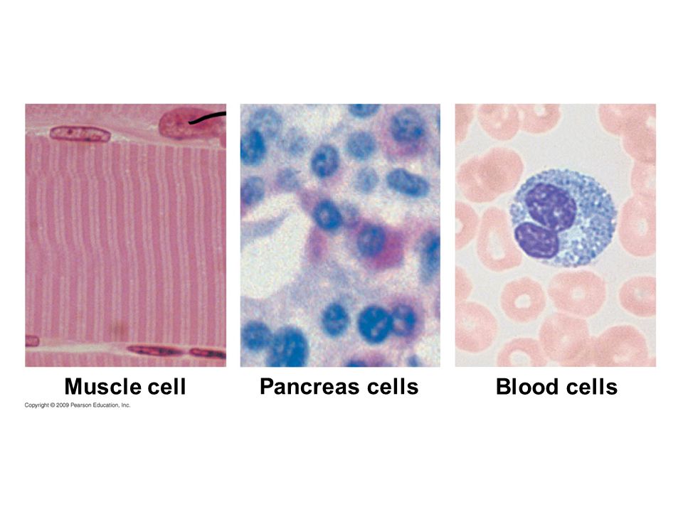 Muscle cell Pancreas cells Blood cells