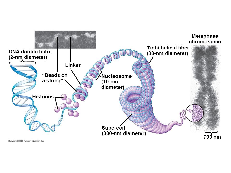 DNA double helix (2-nm diameter) Beads on a string Linker Histones Metaphase chromosome Tight helical fiber (30-nm diameter) Nucleosome (10-nm diameter) Supercoil (300-nm diameter) 700 nm