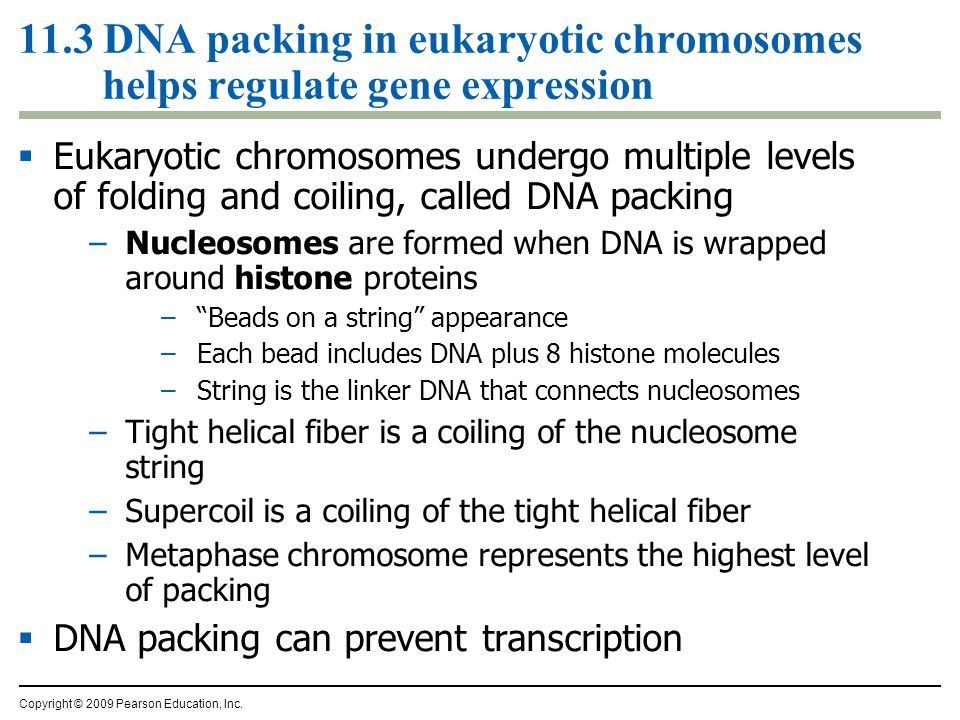 11.3 DNA packing in eukaryotic chromosomes helps regulate gene expression  Eukaryotic chromosomes undergo multiple levels of folding and coiling, called DNA packing –Nucleosomes are formed when DNA is wrapped around histone proteins – Beads on a string appearance –Each bead includes DNA plus 8 histone molecules –String is the linker DNA that connects nucleosomes –Tight helical fiber is a coiling of the nucleosome string –Supercoil is a coiling of the tight helical fiber –Metaphase chromosome represents the highest level of packing  DNA packing can prevent transcription Copyright © 2009 Pearson Education, Inc.