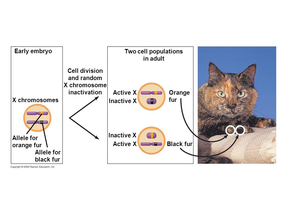 Two cell populations in adult X chromosomes Early embryo Allele for black fur Inactive X Black fur Allele for orange fur Orange fur Cell division and random X chromosome inactivation Active X Inactive X Active X