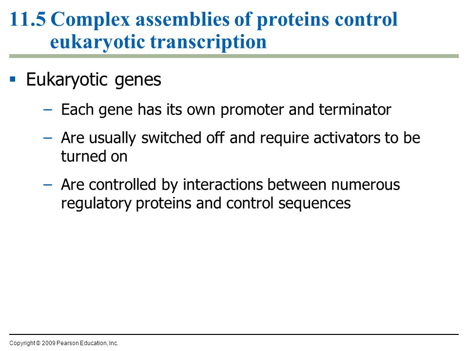 11.5 Complex assemblies of proteins control eukaryotic transcription  Eukaryotic genes –Each gene has its own promoter and terminator –Are usually switched off and require activators to be turned on –Are controlled by interactions between numerous regulatory proteins and control sequences Copyright © 2009 Pearson Education, Inc.