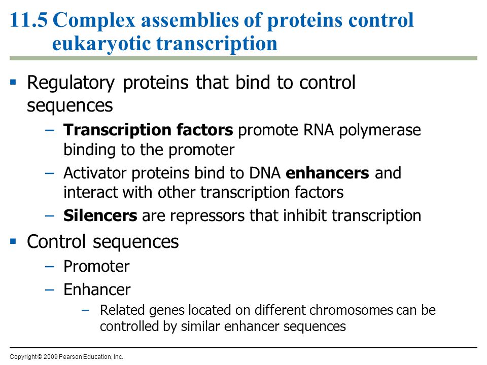 11.5 Complex assemblies of proteins control eukaryotic transcription  Regulatory proteins that bind to control sequences –Transcription factors promote RNA polymerase binding to the promoter –Activator proteins bind to DNA enhancers and interact with other transcription factors –Silencers are repressors that inhibit transcription  Control sequences –Promoter –Enhancer –Related genes located on different chromosomes can be controlled by similar enhancer sequences Copyright © 2009 Pearson Education, Inc.