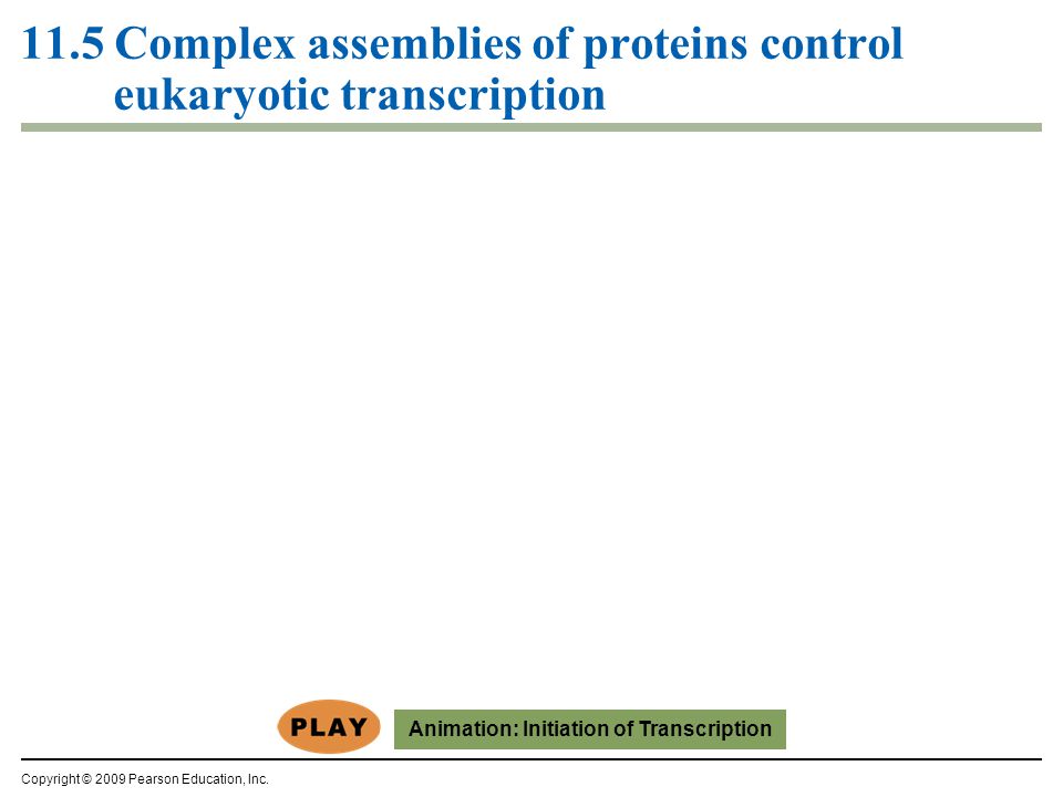 11.5 Complex assemblies of proteins control eukaryotic transcription Copyright © 2009 Pearson Education, Inc.