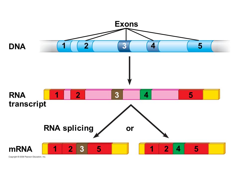 1 or Exons DNA RNA splicing RNA transcript mRNA