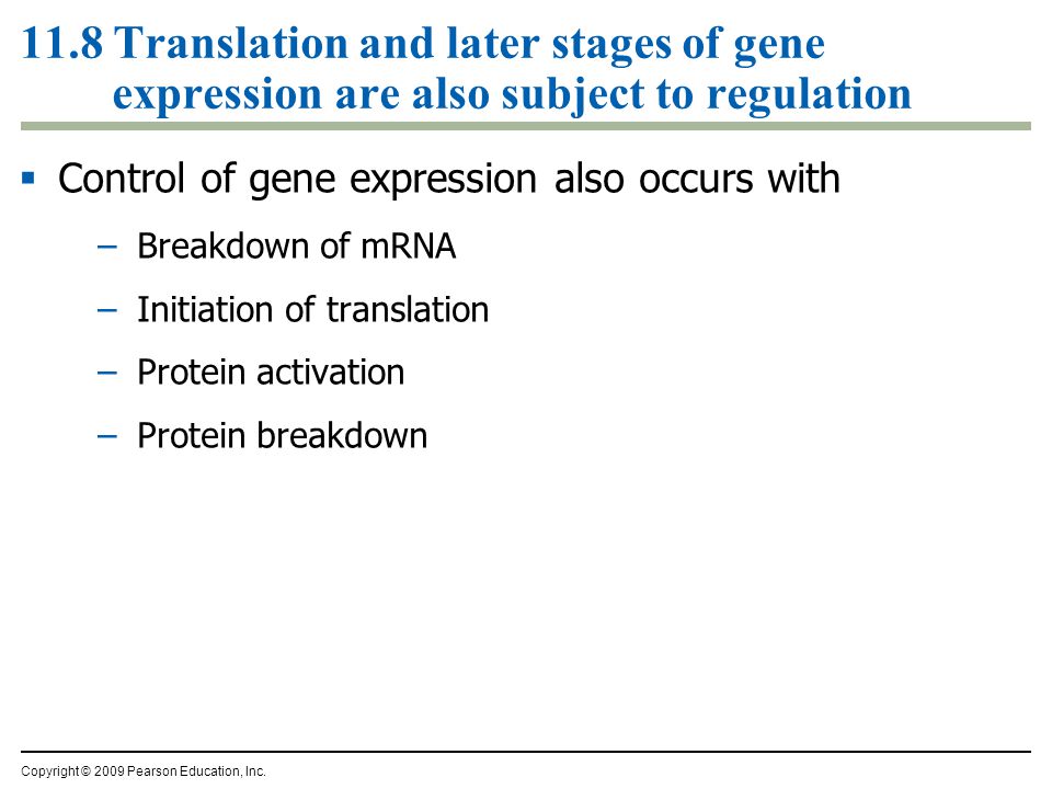 11.8 Translation and later stages of gene expression are also subject to regulation  Control of gene expression also occurs with –Breakdown of mRNA –Initiation of translation –Protein activation –Protein breakdown Copyright © 2009 Pearson Education, Inc.