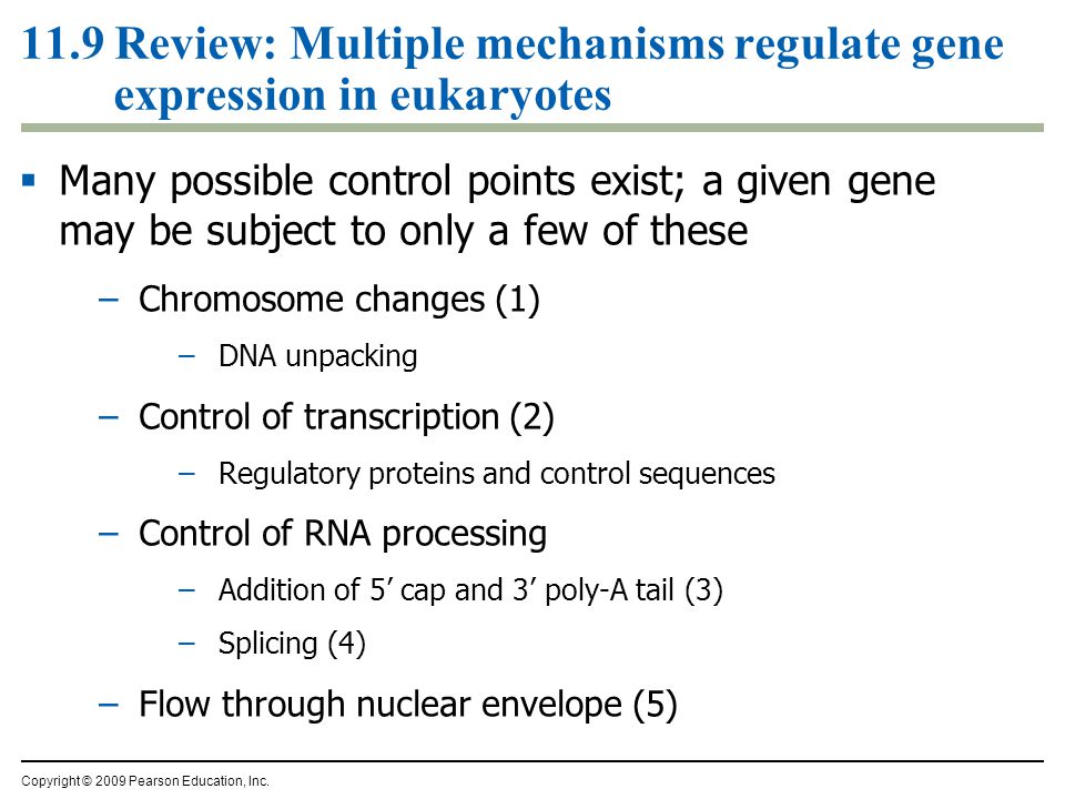 11.9 Review: Multiple mechanisms regulate gene expression in eukaryotes  Many possible control points exist; a given gene may be subject to only a few of these –Chromosome changes (1) –DNA unpacking –Control of transcription (2) –Regulatory proteins and control sequences –Control of RNA processing –Addition of 5’ cap and 3’ poly-A tail (3) –Splicing (4) –Flow through nuclear envelope (5) Copyright © 2009 Pearson Education, Inc.