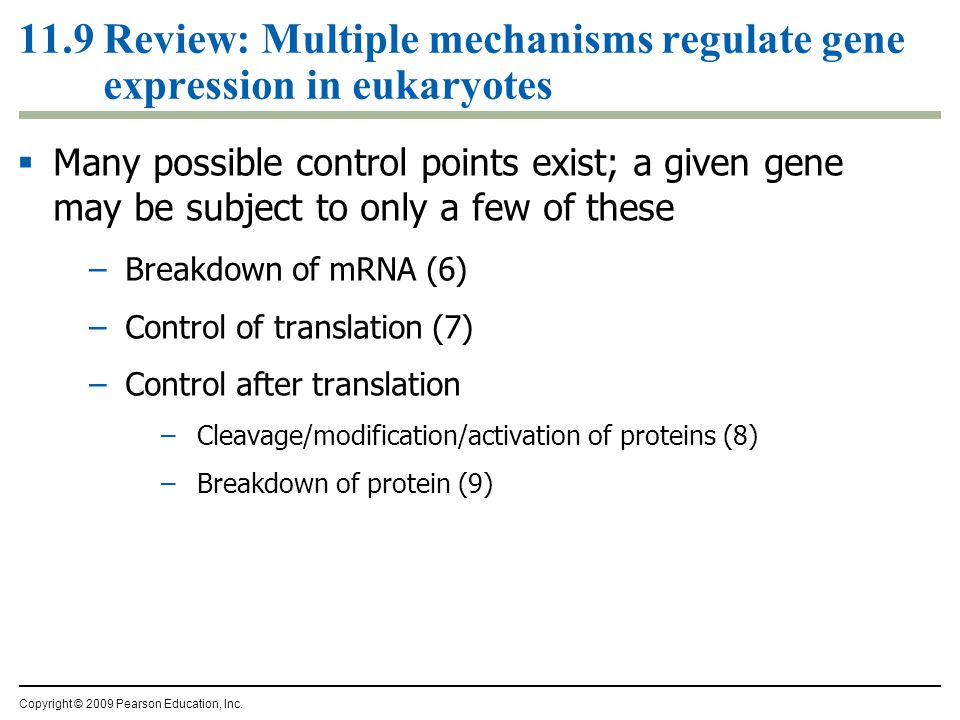 11.9 Review: Multiple mechanisms regulate gene expression in eukaryotes  Many possible control points exist; a given gene may be subject to only a few of these –Breakdown of mRNA (6) –Control of translation (7) –Control after translation –Cleavage/modification/activation of proteins (8) –Breakdown of protein (9) Copyright © 2009 Pearson Education, Inc.