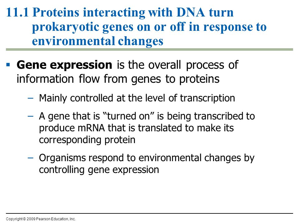  Gene expression is the overall process of information flow from genes to proteins –Mainly controlled at the level of transcription –A gene that is turned on is being transcribed to produce mRNA that is translated to make its corresponding protein –Organisms respond to environmental changes by controlling gene expression Copyright © 2009 Pearson Education, Inc.
