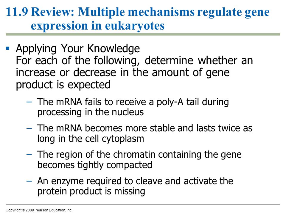  Applying Your Knowledge For each of the following, determine whether an increase or decrease in the amount of gene product is expected –The mRNA fails to receive a poly-A tail during processing in the nucleus –The mRNA becomes more stable and lasts twice as long in the cell cytoplasm –The region of the chromatin containing the gene becomes tightly compacted –An enzyme required to cleave and activate the protein product is missing Copyright © 2009 Pearson Education, Inc.