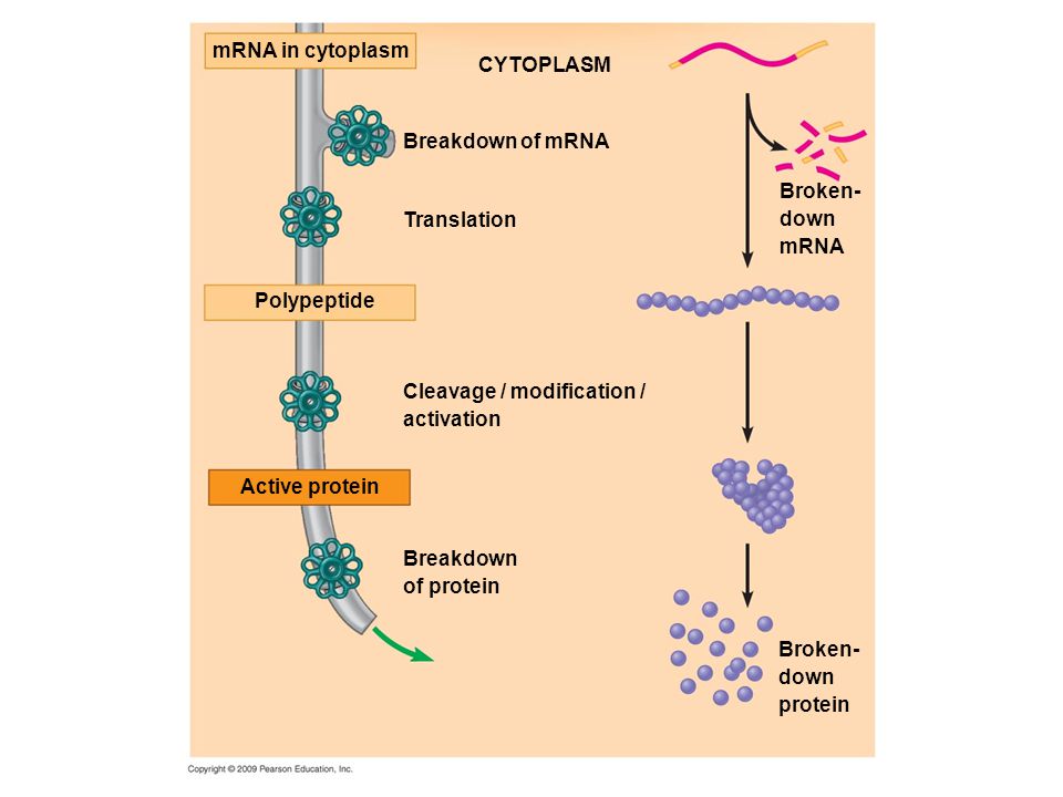 Broken- down mRNA CYTOPLASM Breakdown of mRNA Translation mRNA in cytoplasm Broken- down protein Cleavage / modification / activation Breakdown of protein Polypeptide Active protein