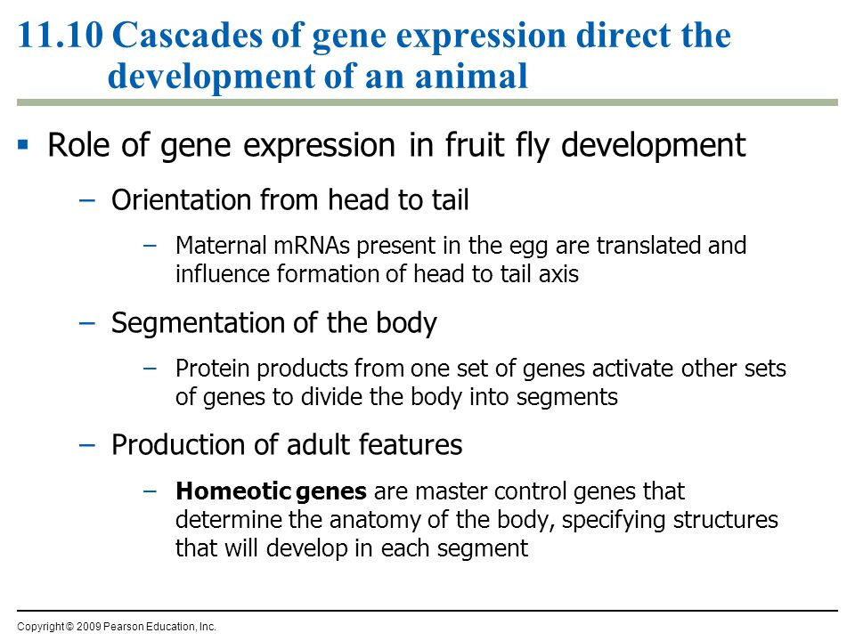 11.10 Cascades of gene expression direct the development of an animal  Role of gene expression in fruit fly development –Orientation from head to tail –Maternal mRNAs present in the egg are translated and influence formation of head to tail axis –Segmentation of the body –Protein products from one set of genes activate other sets of genes to divide the body into segments –Production of adult features –Homeotic genes are master control genes that determine the anatomy of the body, specifying structures that will develop in each segment Copyright © 2009 Pearson Education, Inc.