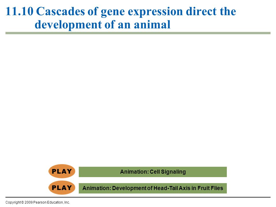 Animation: Development of Head-Tail Axis in Fruit Flies Cascades of gene expression direct the development of an animal Copyright © 2009 Pearson Education, Inc.
