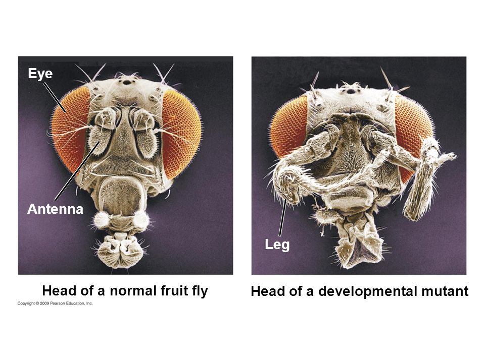 Head of a normal fruit fly Antenna Eye Head of a developmental mutant Leg