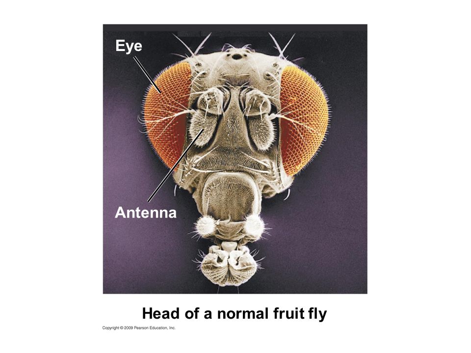 Head of a normal fruit fly Antenna Eye