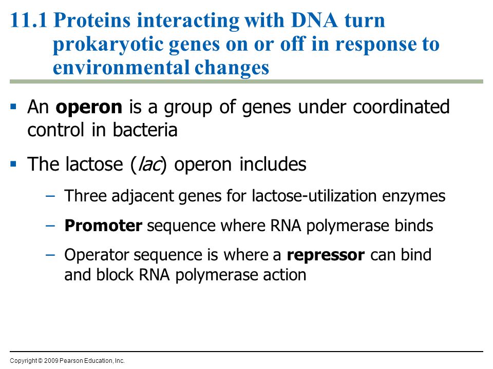  An operon is a group of genes under coordinated control in bacteria  The lactose (lac) operon includes –Three adjacent genes for lactose-utilization enzymes –Promoter sequence where RNA polymerase binds –Operator sequence is where a repressor can bind and block RNA polymerase action Copyright © 2009 Pearson Education, Inc.