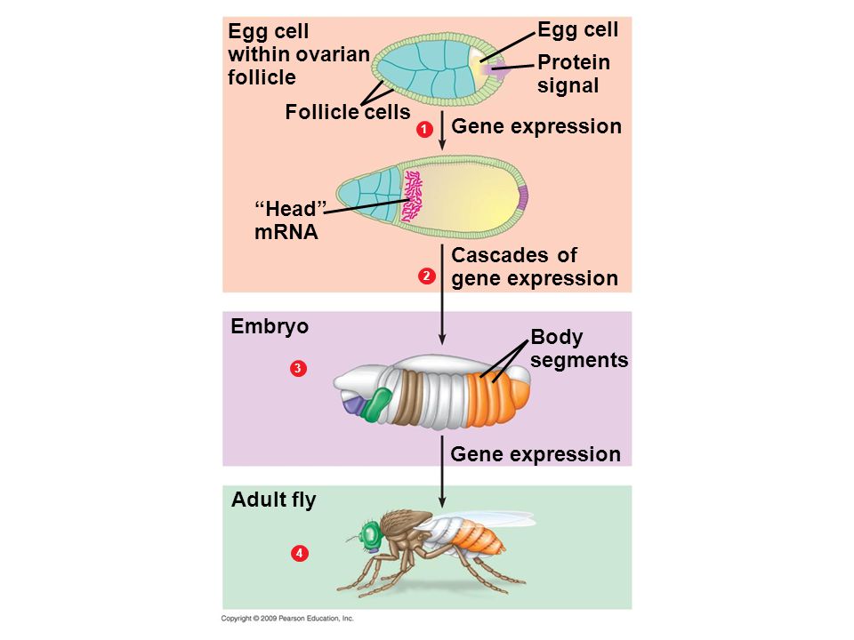 Egg cell within ovarian follicle Follicle cells Head mRNA Protein signal Egg cell Gene expression 1 Cascades of gene expression 2 Embryo Body segments Adult fly Gene expression 3 4