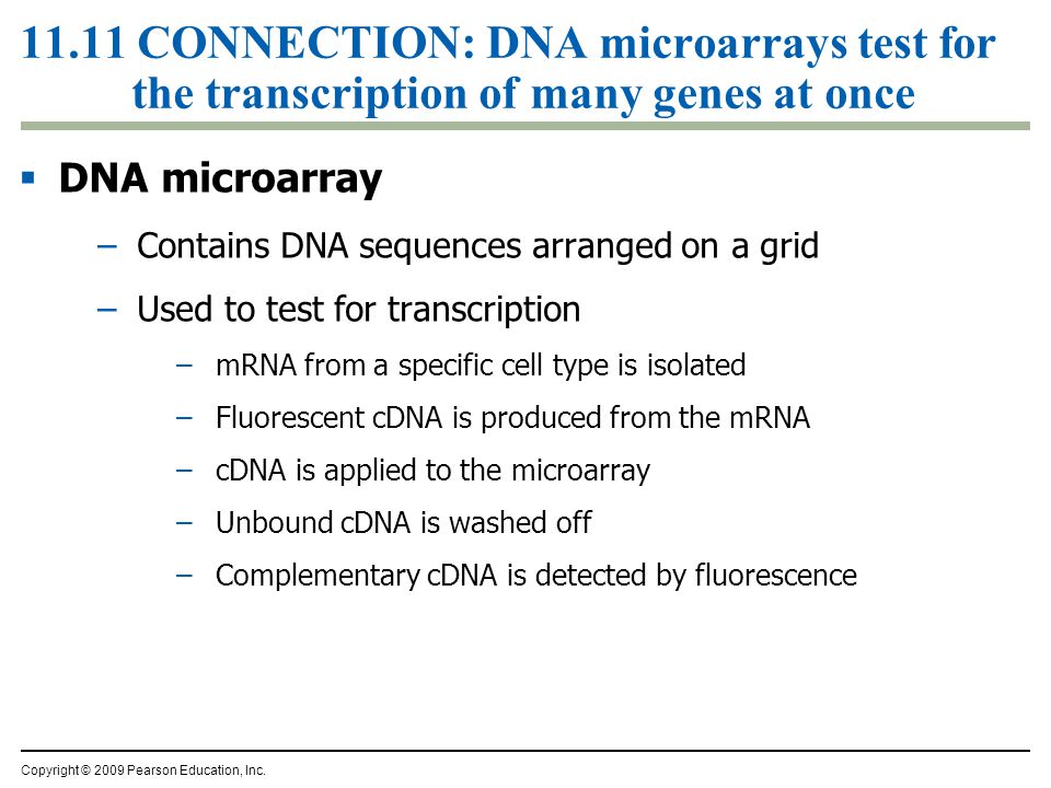 11.11 CONNECTION: DNA microarrays test for the transcription of many genes at once  DNA microarray –Contains DNA sequences arranged on a grid –Used to test for transcription –mRNA from a specific cell type is isolated –Fluorescent cDNA is produced from the mRNA –cDNA is applied to the microarray –Unbound cDNA is washed off –Complementary cDNA is detected by fluorescence Copyright © 2009 Pearson Education, Inc.
