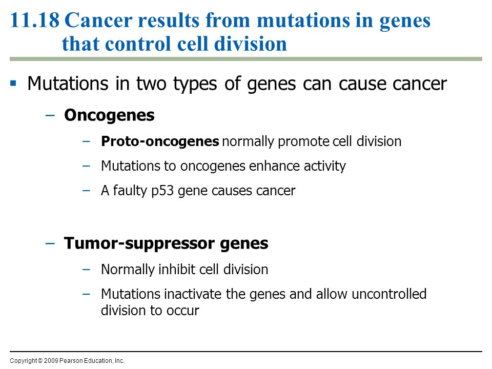 11.18 Cancer results from mutations in genes that control cell division  Mutations in two types of genes can cause cancer –Oncogenes –Proto-oncogenes normally promote cell division –Mutations to oncogenes enhance activity –A faulty p53 gene causes cancer –Tumor-suppressor genes –Normally inhibit cell division –Mutations inactivate the genes and allow uncontrolled division to occur Copyright © 2009 Pearson Education, Inc.