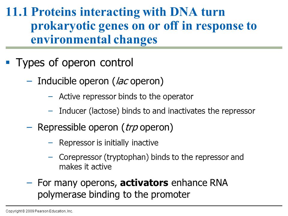 11.1 Proteins interacting with DNA turn prokaryotic genes on or off in response to environmental changes  Types of operon control –Inducible operon (lac operon) –Active repressor binds to the operator –Inducer (lactose) binds to and inactivates the repressor –Repressible operon (trp operon) –Repressor is initially inactive –Corepressor (tryptophan) binds to the repressor and makes it active –For many operons, activators enhance RNA polymerase binding to the promoter Copyright © 2009 Pearson Education, Inc.