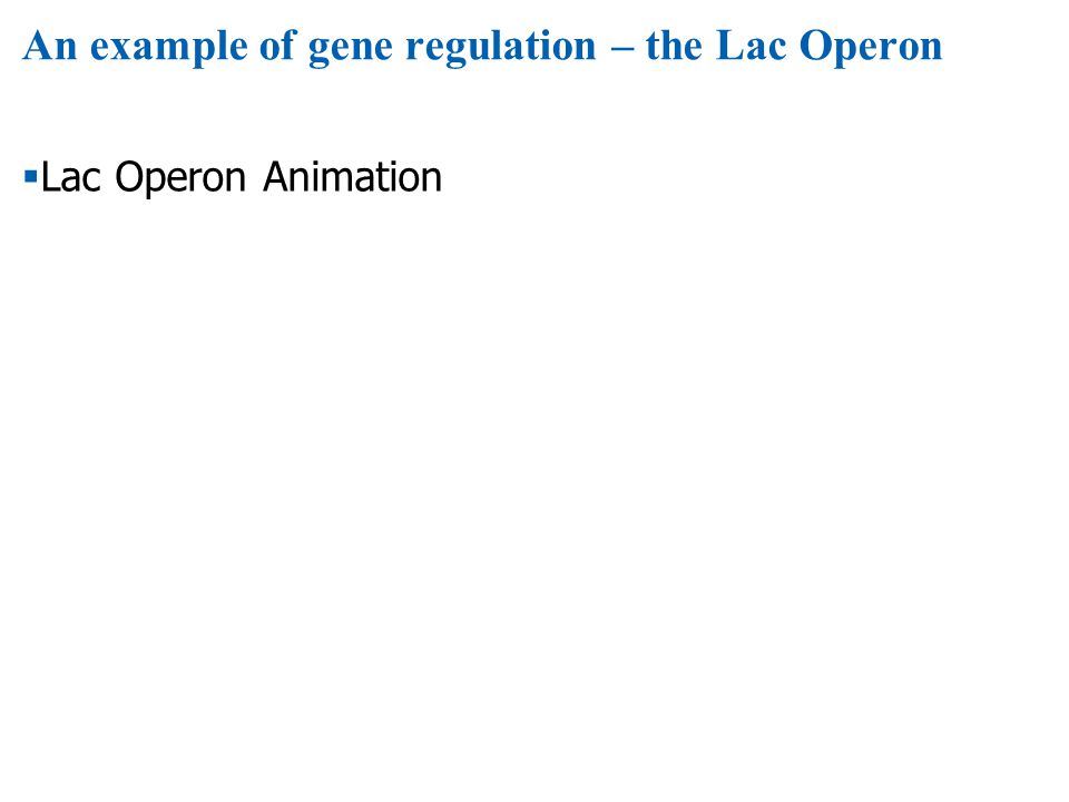 An example of gene regulation – the Lac Operon  Lac Operon Animation
