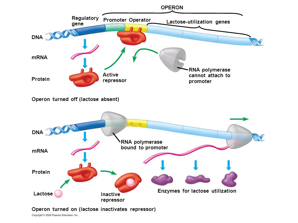 DNA RNA polymerase cannot attach to promoter Lactose-utilization genes Promoter Operator Regulatory gene OPERON Protein mRNA Inactive repressor Lactose Enzymes for lactose utilization RNA polymerase bound to promoter Operon turned on (lactose inactivates repressor) mRNA Active repressor Operon turned off (lactose absent) Protein
