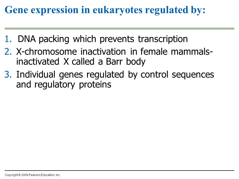 Gene expression in eukaryotes regulated by: 1.DNA packing which prevents transcription 2.X-chromosome inactivation in female mammals- inactivated X called a Barr body 3.Individual genes regulated by control sequences and regulatory proteins Copyright © 2009 Pearson Education, Inc.