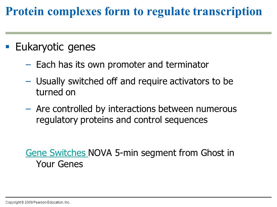 Protein complexes form to regulate transcription  Eukaryotic genes –Each has its own promoter and terminator –Usually switched off and require activators to be turned on –Are controlled by interactions between numerous regulatory proteins and control sequences Gene Switches Gene Switches NOVA 5-min segment from Ghost in Your Genes Copyright © 2009 Pearson Education, Inc.