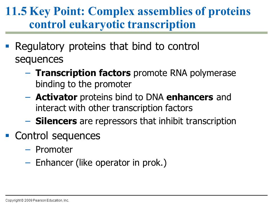 11.5 Key Point: Complex assemblies of proteins control eukaryotic transcription  Regulatory proteins that bind to control sequences –Transcription factors promote RNA polymerase binding to the promoter –Activator proteins bind to DNA enhancers and interact with other transcription factors –Silencers are repressors that inhibit transcription  Control sequences –Promoter –Enhancer (like operator in prok.) Copyright © 2009 Pearson Education, Inc.