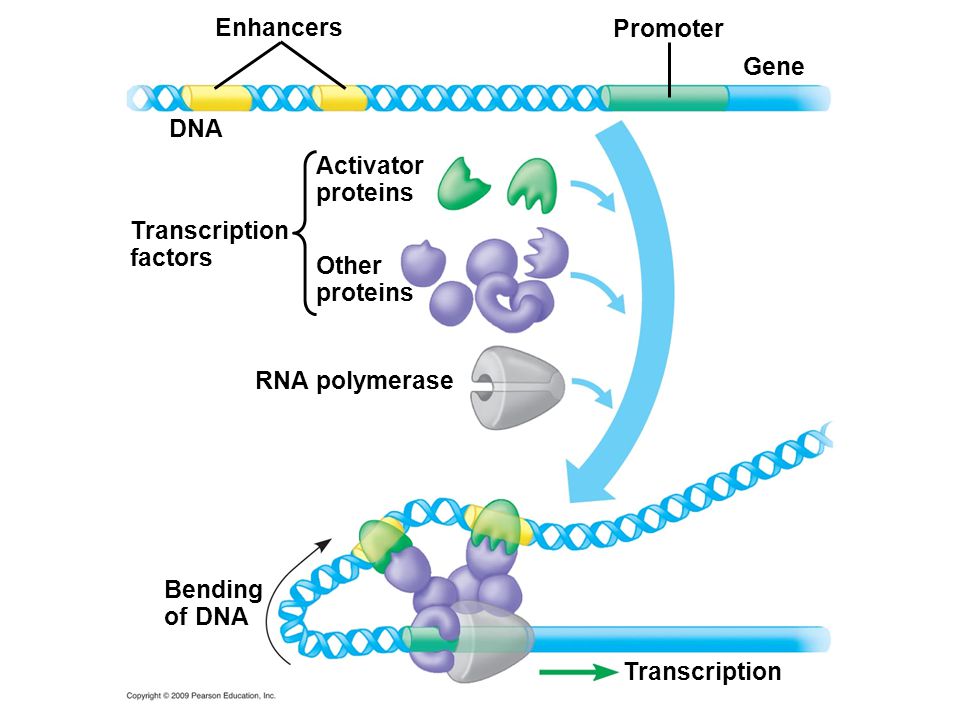 Enhancers Other proteins DNA Transcription factors Activator proteins RNA polymerase Promoter Gene Bending of DNA Transcription